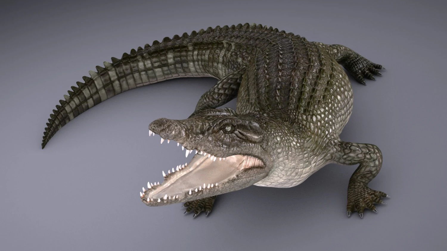 Nile Crocodile 3D Model .c4d .max .obj .3ds .fbx .stl .blend 