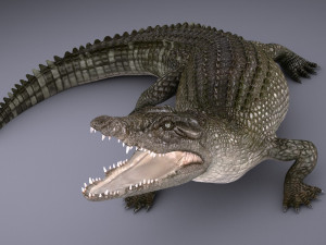 nile crocodile 3D Model