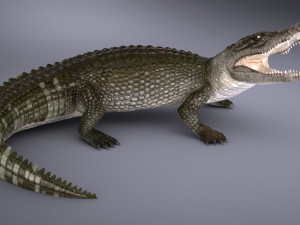 Nile Crocodile 3D Model