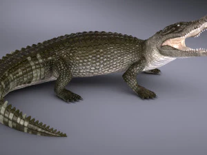 Nile Crocodile 3D Model