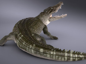 Nile Crocodile 3D Model