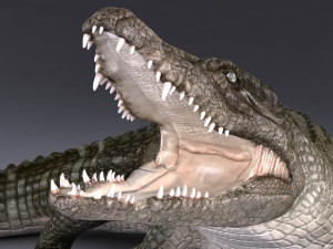 Nile Crocodile 3D Model