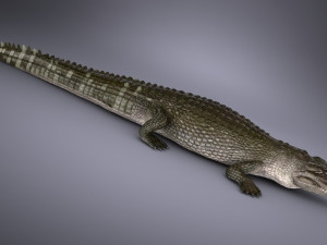 Nile Crocodile 3D Model