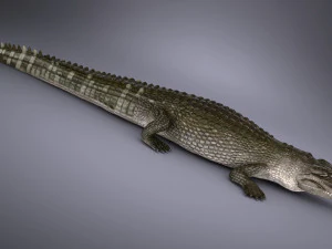 Nile Crocodile 3D Model