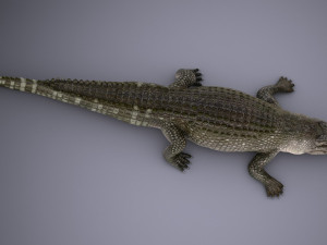 Nile Crocodile 3D Model