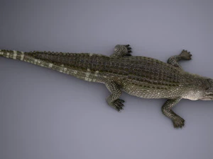 Nile Crocodile 3D Model