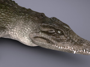Nile Crocodile 3D Model