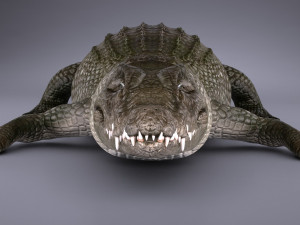 Nile Crocodile 3D Model