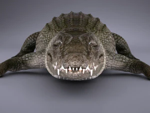 Nile Crocodile 3D Model