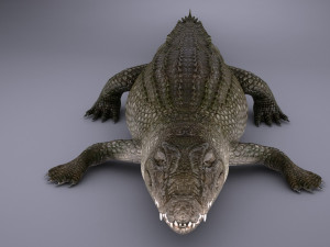 Nile Crocodile 3D Model