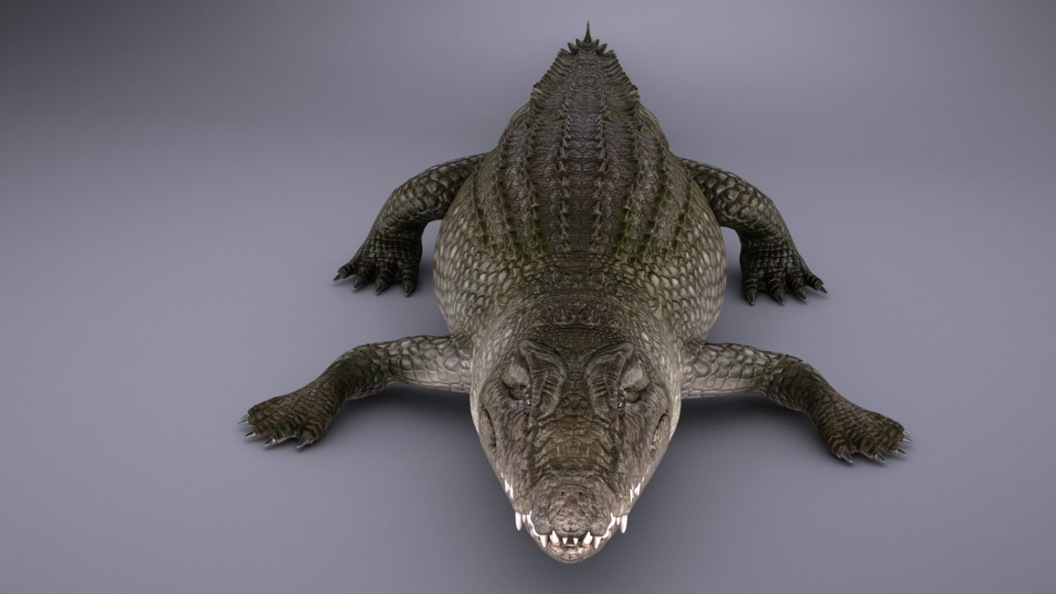 Crocodile 3d model. аллигатор в анфас. Crocodile 3d. Crocodile 3d. нильский крокодил референс.