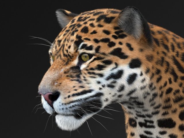 Panthera Onca - American Jaguar 3D Модель .c4d .max .obj .3ds .fbx .stl .blend