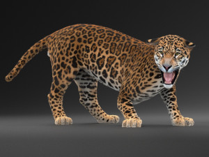 Panthera Onca - American Jaguar 3D Модель