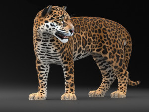 Panthera Onca - American Jaguar 3D Модель