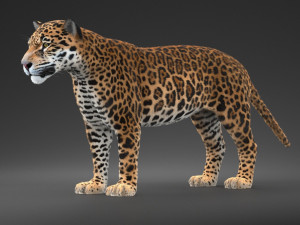 Panthera Onca - American Jaguar 3D Модель