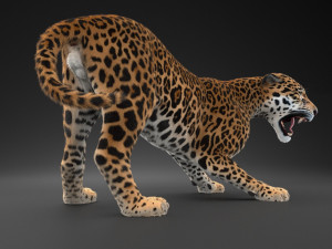 Panthera Onca - American Jaguar 3D Модель