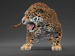 Panthera Onca - American Jaguar 3D Модель