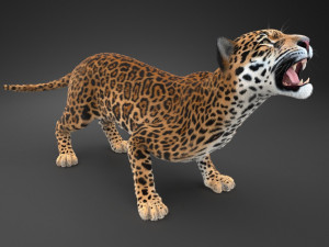 Panthera Onca - American Jaguar 3D Модель