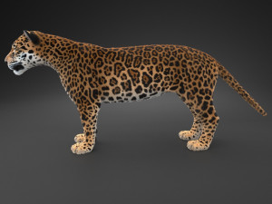 Panthera Onca - American Jaguar 3D Модель