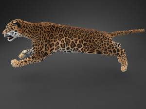 Panthera Onca - American Jaguar 3D Модель