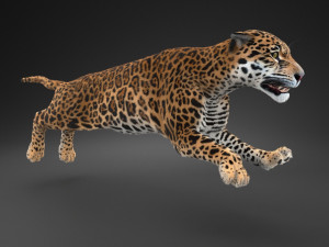 Panthera Onca - American Jaguar 3D Модель