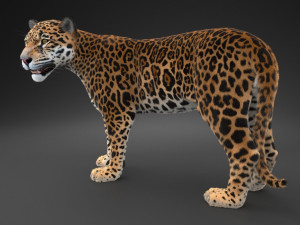 Panthera Onca - American Jaguar 3D Модель