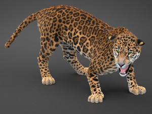 Panthera Onca - American Jaguar 3D Модель