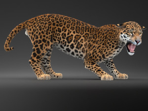 Panthera Onca - American Jaguar 3D Модель