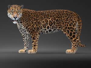 Panthera Onca - American Jaguar 3D Модель