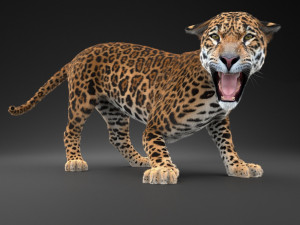 Panthera Onca - American Jaguar 3D Модель