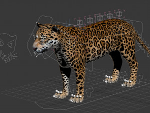 Panthera Onca - American Jaguar 3D Модель