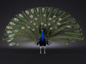 Peacock 3D Модель