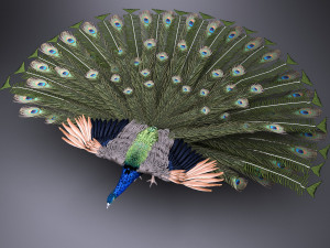 Peacock 3D Model