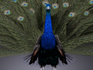 Peacock 3D Model