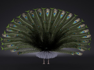 Peacock 3D Model