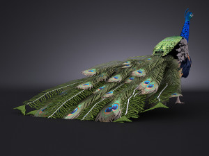 Peacock 3D Model