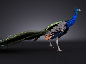 Peacock 3D Model