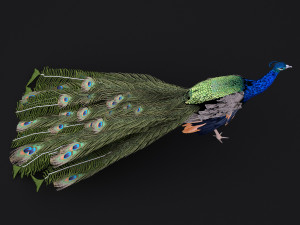 Peacock 3D Model