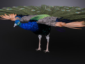 Peacock 3D Model