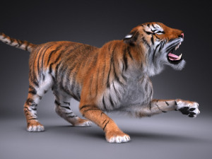 Sumatran Tiger for 3dsmax Modelo 3D