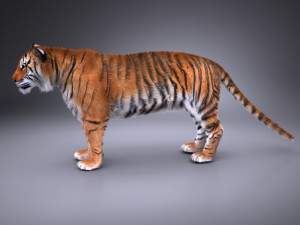Sumatran Tiger for 3dsmax Modelo 3D