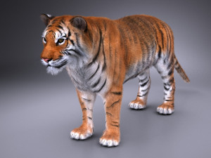 Sumatran Tiger for 3dsmax Modelo 3D