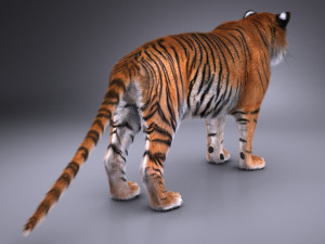 Sumatran Tiger for 3dsmax Modelo 3D