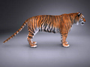 Sumatran Tiger for 3dsmax Modelo 3D