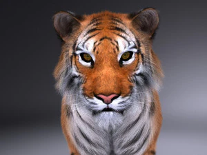 Sumatran Tiger for 3dsmax 3D Model