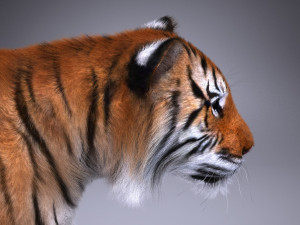 Sumatran Tiger for 3dsmax Modelo 3D