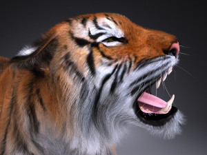 Sumatran Tiger for 3dsmax Modelo 3D