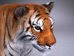 Sumatran Tiger for 3dsmax Modelo 3D