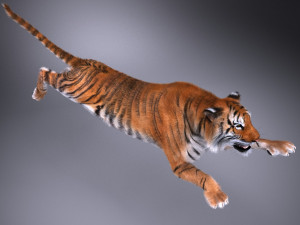 Sumatran Tiger for 3dsmax Modelo 3D