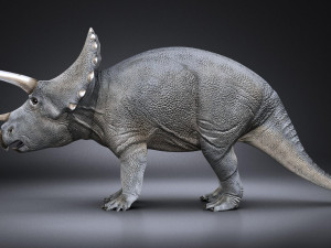 Triceratops 3D मॉडल